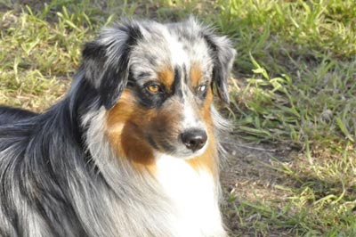Miniature Australian Shepards For Sale