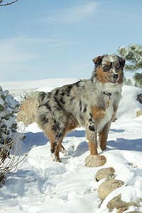Miniature Australian Shepherd Breeders & Australian  