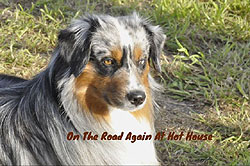 Blue Merle Australian Shepherd